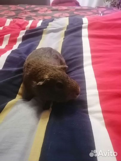 Морские свинки