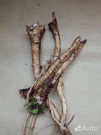 Корень хрена