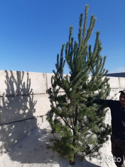 Сосна Ель живая ноовогодняя Елки
