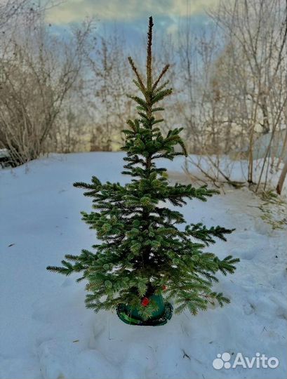 Живые ели и сосны 1-6 м от заготовителя