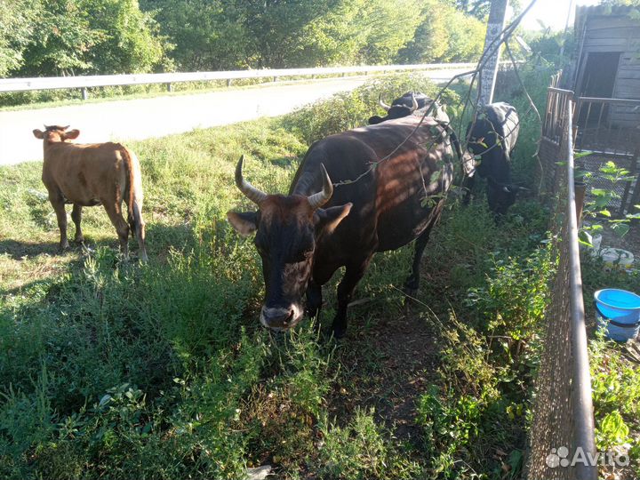 Коровы с телятами