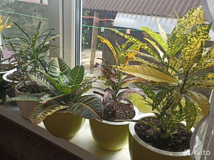 Кротон(Кодиеум)