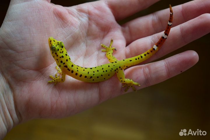 Редкие гекконы