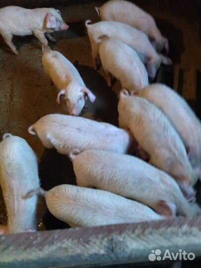 Поросята ландрас