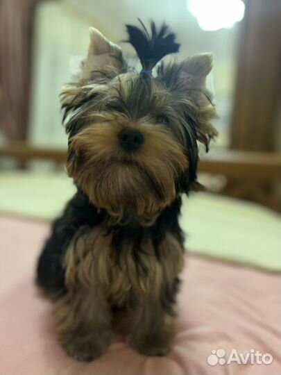 Йоркширский терьер щенки девочка