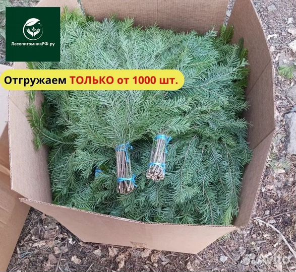 Веник пихта