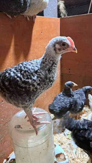 Соберу на инкубацию