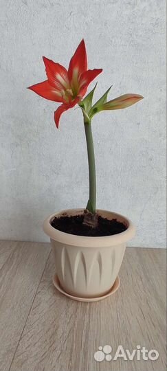 Гиппеаструм амариллис