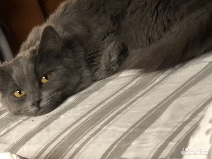Кошки в добрые руки