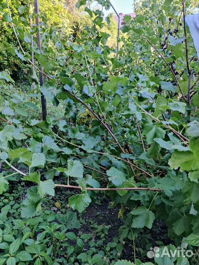 Инжир, йошта, лавр, папайя саженцы