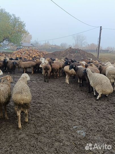 Курдючные бараны на мясо и племя