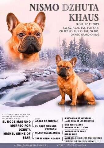 Презентация собаки