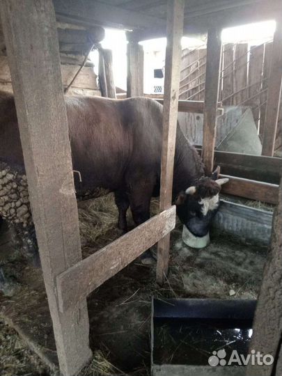 Быки на мясо