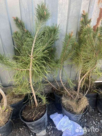 Сосна горная мугус