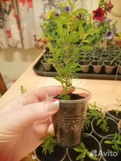 Гранат домашний