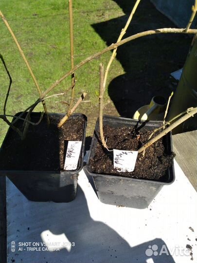 Форзиция Линвуд голд