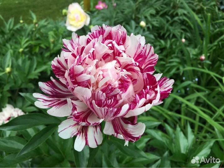 Пион Полосатый леденец