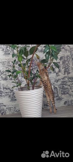 Бенгальская кошка