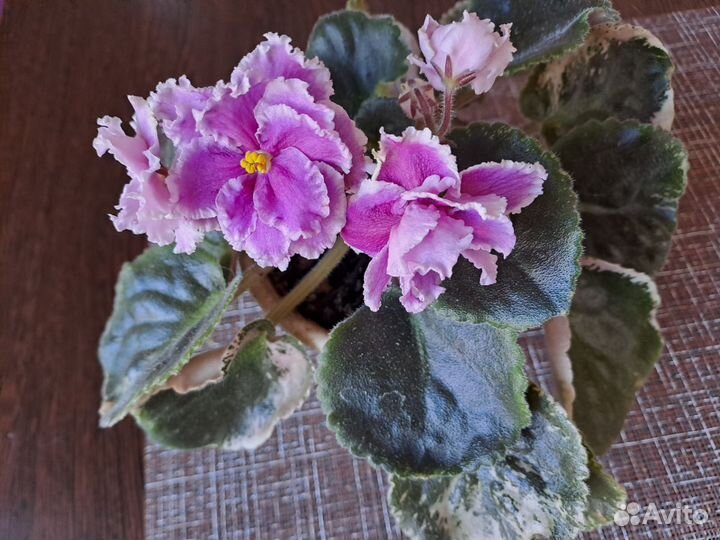 Фиалки цветущие в горшке,каланхоэ
