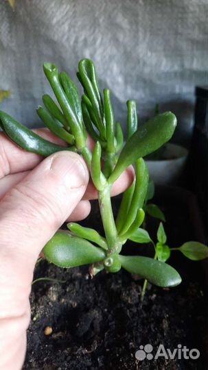 Крассула хоббит