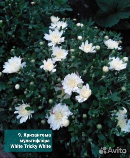 Хризантема, петуния, вербена