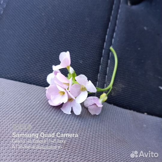 Цветы для сада