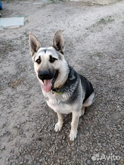 Кобель вео на вязку