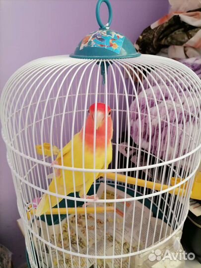 Зооняня/ передержка животных