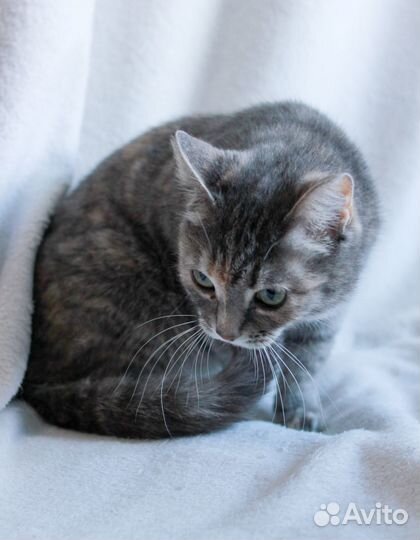 Кошечка в добрые руки