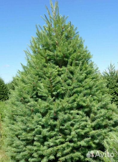 Пихта дугласова Высота от 300см