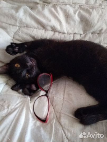 Кот чёрный