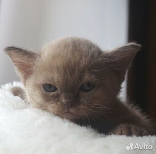 Котята европейской бурмы