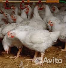 Подрощенные бройлеры, гуси, утки, муларды