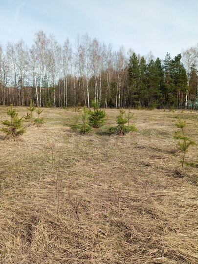 Участок 13 сот. (ИЖС)