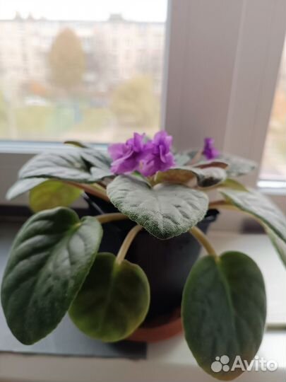 Фиалка (сенполия)