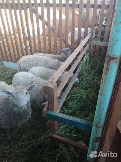 Овечки козы