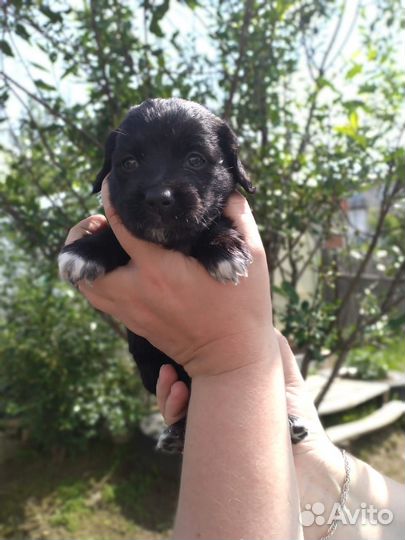 Щенки таксы и чихуа-хуа