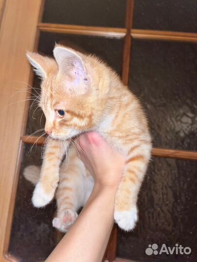 Ласковый, общительный котёнок. В доброе руки