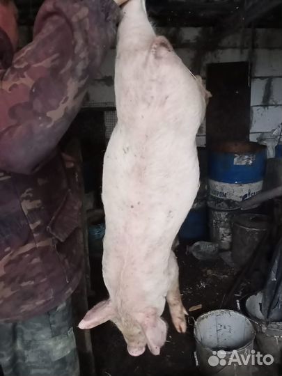 Молочные поросята