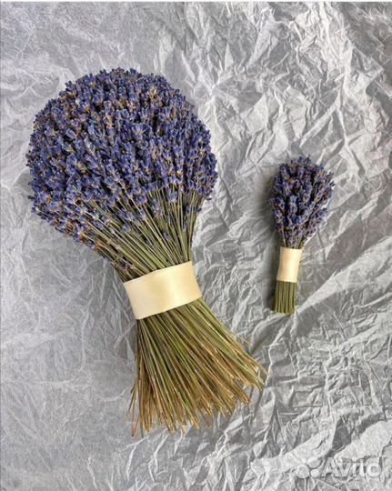 Продам Лаванду