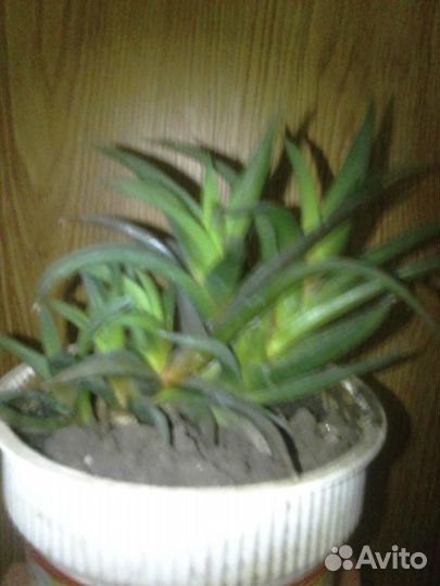 Продам кактус хавортия