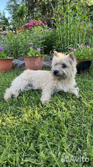 Керн терьер