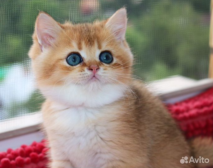 Котята золотые британские шиншиллы