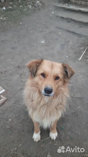 Собака в добрые руки