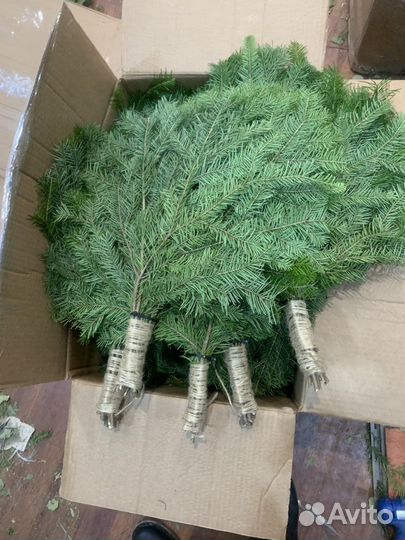 Веники пихтовые для здоровья,коробкой