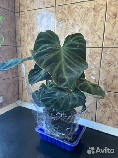 Филодендрон бородавчатый с фото