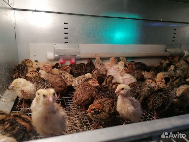 Перепела (7 пород) суточные и подрощенные