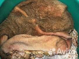 Обрезь говяжья