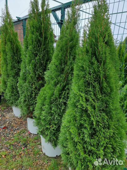 Туя Западная (Смарагд / Брабант / Коломна)