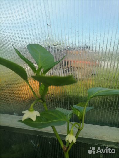 Рассада острого,сладкого болгарского перца